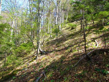 Çoğunlukla geniş yapraklı, ılıman, yaprak döken kayın ormanları.