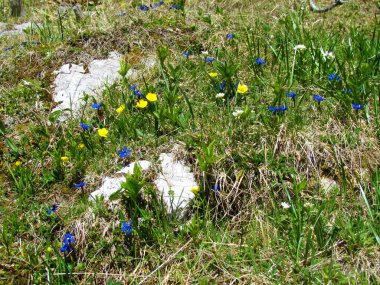 Sarı ve mavi kır çiçeklerini kapatın. bahar gentili (Gentiana verna)