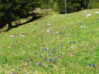 İlkbaharda Alp çayırında Slovenya 'da mavi bahar çiçekleri