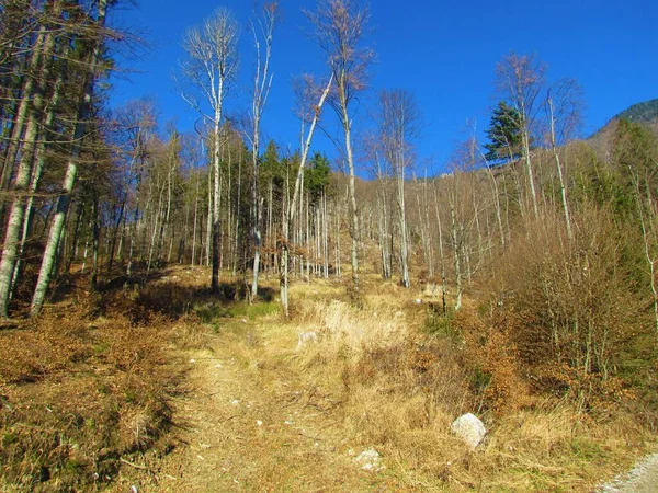 Laub Und Nadelbuchenwald Winter Mit Trockenem Gras Das Den Boden — Stockfoto