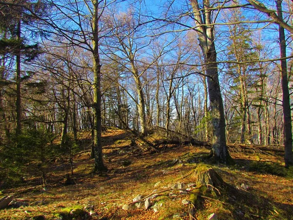 Forêt Hêtres Feuilles Larges Avec Lumière Soleil Brille Sur Sol — Photo