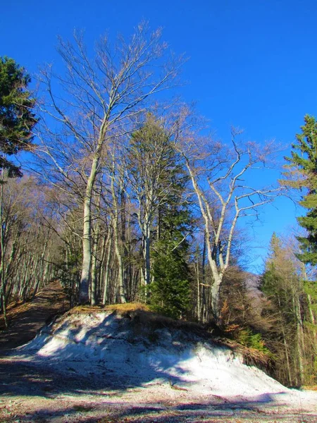 スロベニアでの冬のブナやトウヒの森の葉 — ストック写真