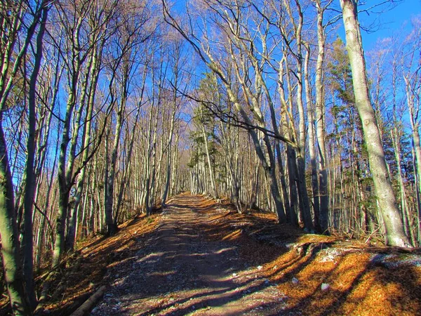 Lesní Cesta Vedoucí Bezlistým Zimním Bukovým Lesem Slovinsku — Stock fotografie