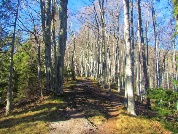Лесная Дорога Ведущая Через Безлиственные Зимние Буковые Леса Словении — стоковое фото