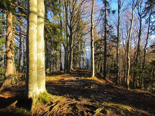 Weg Führt Durch Blattlosen Winterbuchen Und Fichtenwald Slowenien — Stockfoto