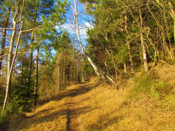 Path Leading Throuugh Conifer Pine Forest Dry Grass Side White — Stock Photo, Image