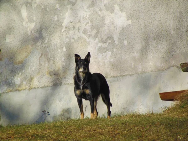 Dikkatli görünümlü Lancashire düve ya da ormskirk terrier siyah ve gri yaşlı köpek bir duvarın önünde