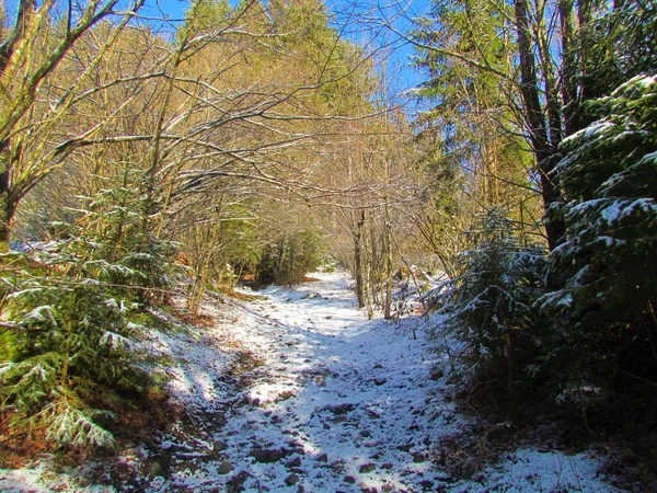 Caminho Coberto Neve Que Leva Através Uma Floresta Inverno Folha — Fotografia de Stock