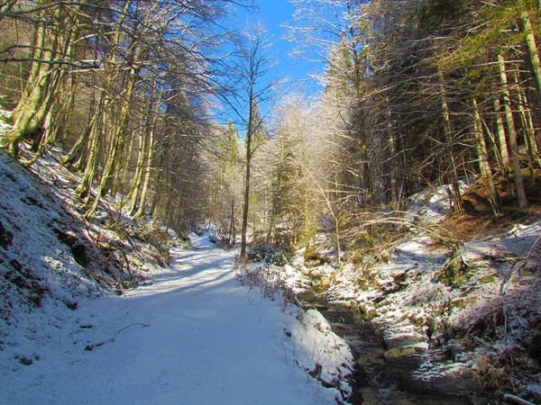 スロベニアの広葉樹の冬の森を通る雪に覆われた道 — ストック写真