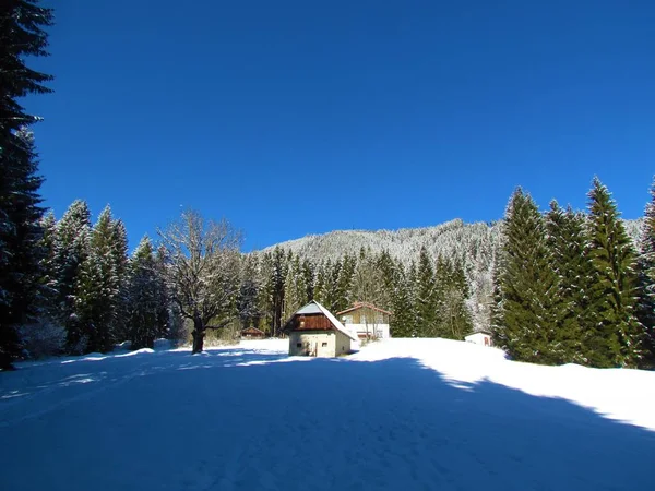 雪に覆われた冬の牧草地で Karavanke山のスプルースの森に囲まれたTromejaの下の家スロベニア — ストック写真