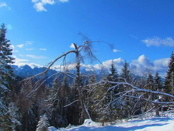 Beschadigde Berkenboom Winter Met Bergtoppen Van Juliaanse Alpen Achtergrond Slovenië — Stockfoto