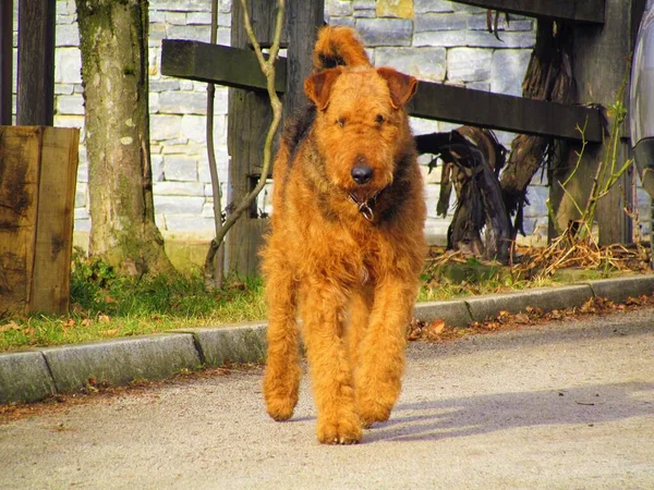 Black and tan colored airedale terrier, bingley terrier or waterside terrier purebreed dog walking towards the camera