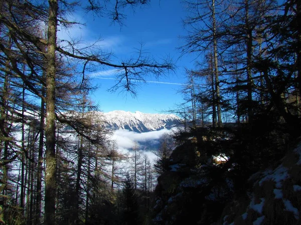 スロベニアのGrenjska地域のKaravanke山の山脈の冬景色カラマツの木の上に囲まれた山の下の霧や霧 — ストック写真