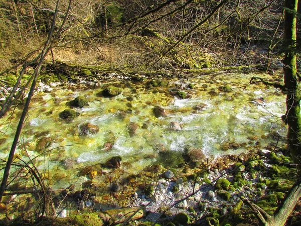 スロベニアのカムニスカ ビストリツァ川 Kamnik Savinja Alps 森に囲まれた晴れた日にある — ストック写真