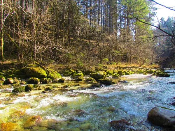 Kamniska Bistrica Nehri Kamnik Savinja Alpleri Slovenya Güneşli Bir Günde — Stok fotoğraf
