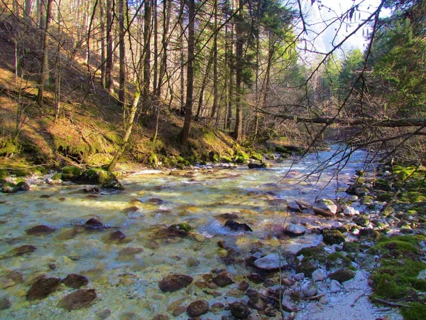 スロベニアのカムニスカ ビストリツァ川 Kamnik Savinja Alps 森に囲まれた晴れた日にある — ストック写真
