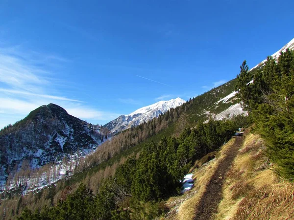 カラバンケ山脈の斜面の眺め スロベニアは乾燥した草に覆われ 背景にストール山の雪に覆われたピークで忍び寄る松 — ストック写真