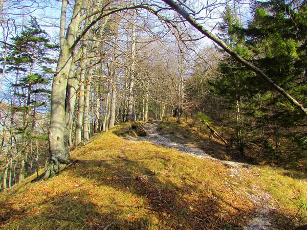 Gemäßigter Buchenwald Slowenien Einem Sonnigen Tag Mit Trockenem Gras Auf — Stockfoto