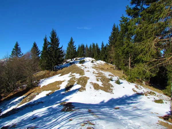 Bergwiese Winter Mit Felsen Gras Und Schnee Umgeben Von Fichten — Stockfoto