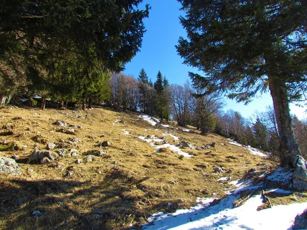斯洛文尼亚冬季的山地草地上覆盖着岩石 草地和被云杉和山毛榉树环绕的雪 — 图库照片