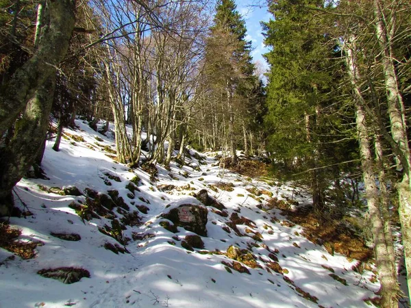 Dağ Kayın Ağacı Ladin Ilıman Kışın Yaprak Döken Orman Güneşli — Stok fotoğraf