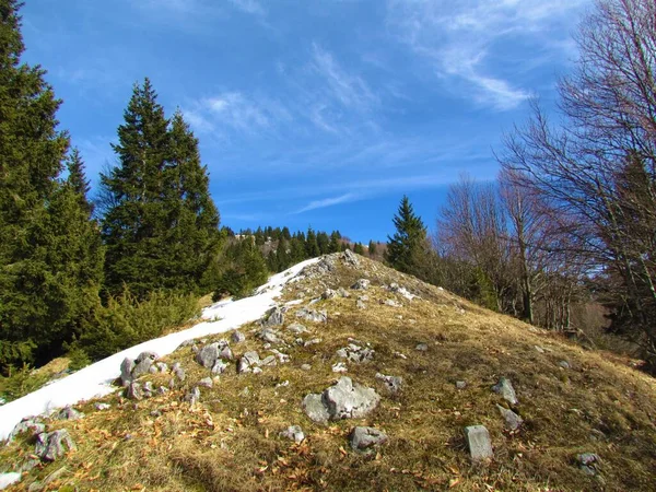 Slovenya Ladin Kayın Ağaçlarıyla Çevrili Kayalar Çimenler Karla Kaplı Kışın — Stok fotoğraf