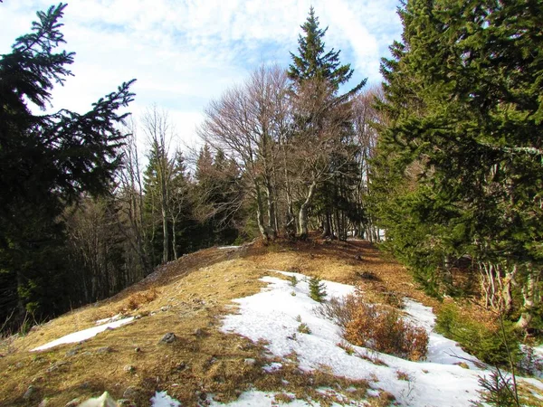 スロベニアのトウヒやブナの木に囲まれた岩 雪に覆われた冬の山の牧草地 — ストック写真