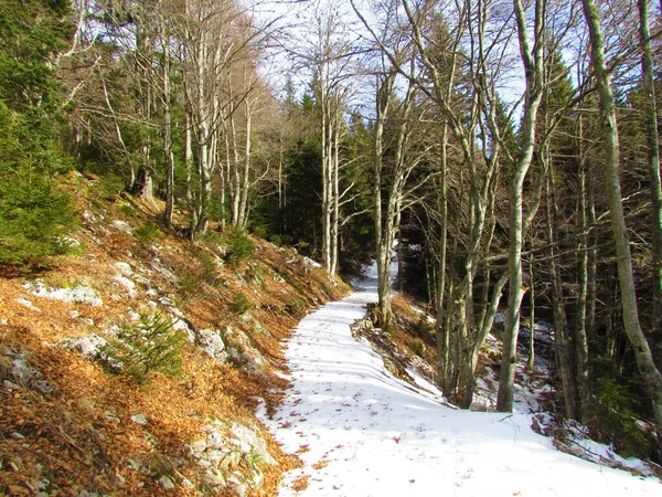 在斯洛文尼亚 白雪覆盖的小径穿过一片极其陡峭的落叶阔叶林和针叶林 — 图库照片