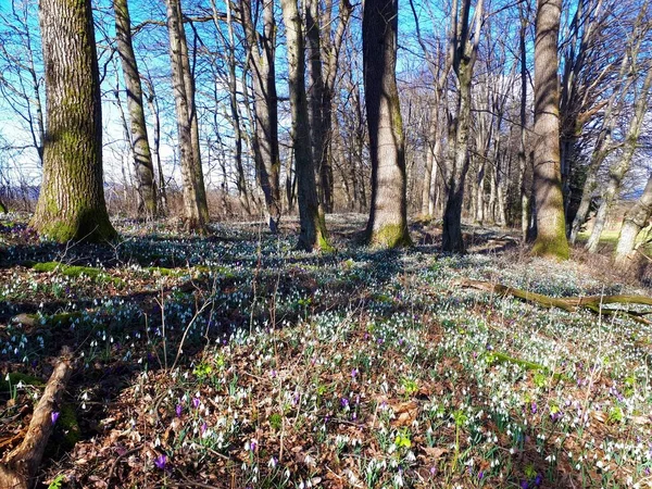 İlkbaharda kır çiçekleriyle dolu bir orman. Yaygın kar damlası (Galanthus nivalis), ilkbahar crocus (Crocus vernus), yeşil hellebore (Helleborus viridis))
