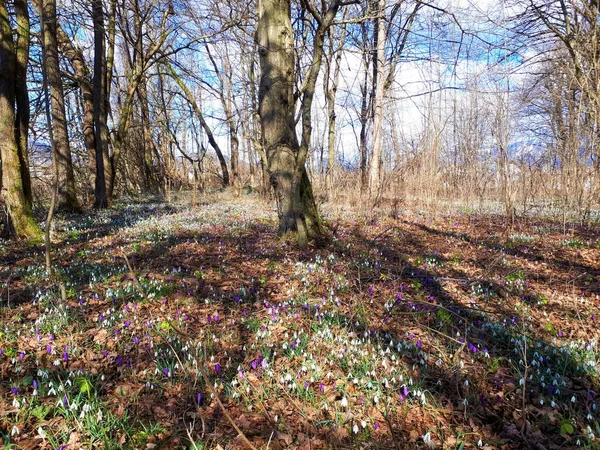 Bos Het Voorjaar Vol Met Bloeiende Wilde Bloemen Incl Gewone — Stockfoto