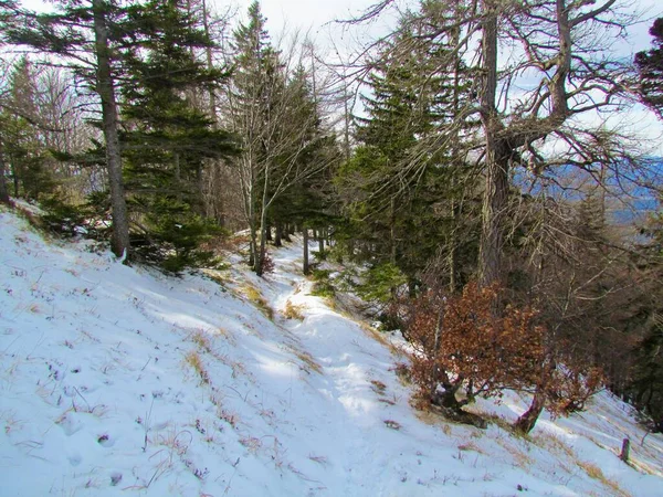 Sendero Nieve Que Conduce Través Bosque Templado Cubierto Nieve Caducifolio —  Fotos de Stock
