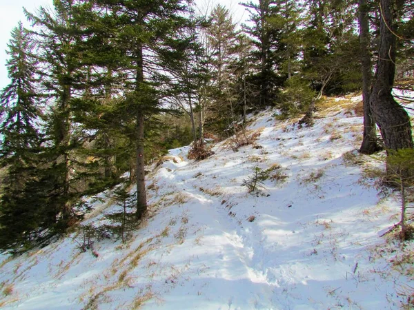 Sněhová Stezka Vedoucí Sněhem Pokrytým Mírným Listnatým Listnatým Jehličnatým Lesem — Stock fotografie