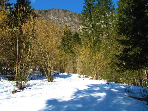 Sneeuw Bedekt Winterlandschap Voje Vallei Slovenië Met Bloeiende Gewone Hazelaar — Stockfoto