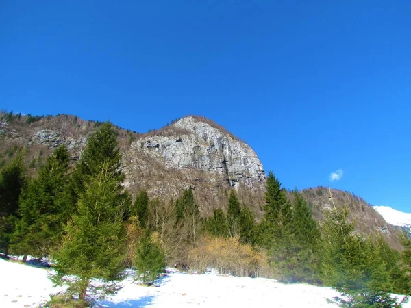 Paisaje Invernal Cubierto Nieve Valle Voje Eslovenia Con Avellanos Comunes — Foto de Stock