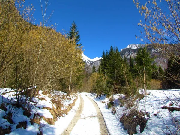 スロベニアのヴォイェ渓谷では雪に覆われた冬の風景と黄色のキャッキンと一般的なヘイゼルの木 — ストック写真