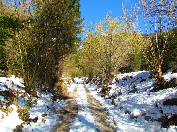 Sneeuw Bedekt Winterlandschap Voje Vallei Slovenië Met Gewone Hazelaar Bomen — Stockfoto