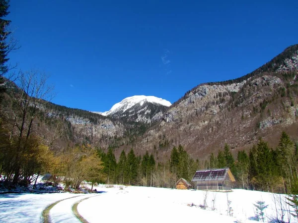 Winterzicht Besneeuwde Weiden Voje Vallei Bij Bohinj Gorenjska Slovenië Met — Stockfoto