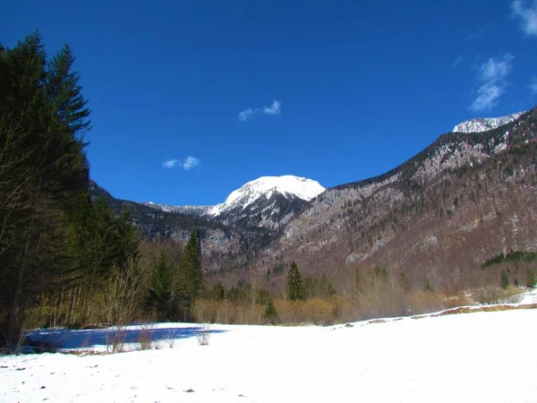 斯洛维尼亚Gorenjska市Bohinj附近Voje山谷积雪覆盖的牧场冬季景观 背景是覆盖着朱利安阿尔卑斯山的雪峰 — 图库照片