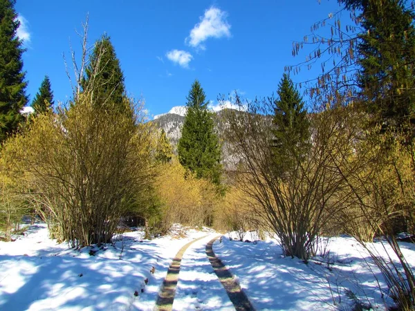 Schneebedeckte Winterlandschaft Voje Tal Slowenien Mit Haselnussbäumen Mit Gelben Kätzchen — Stockfoto