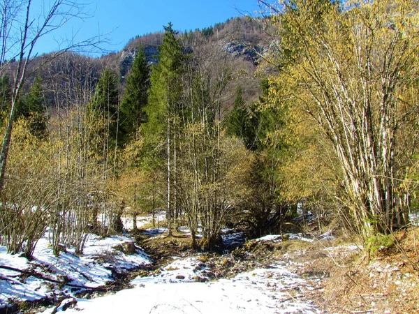 スロベニアのヴォイェ渓谷では雪に覆われた冬の風景と黄色のキャッキンと一般的なヘイゼルの木 — ストック写真
