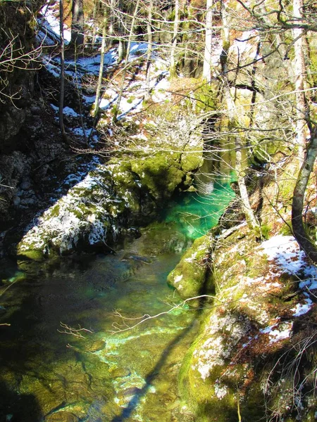 Ρεύμα Πράσινο Χρώμα Mostnica Στο Φαράγγι Mostnica Julian Άλπεις Και — Φωτογραφία Αρχείου