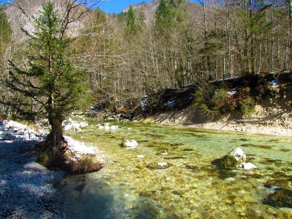 Річка Мостниця Біля Бохіня Юліанських Альпах Національний Парк Триглав Словенії — стокове фото