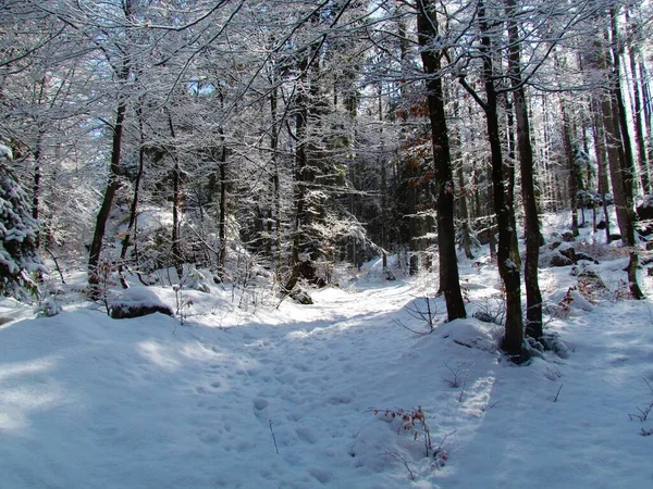 Floresta Decídua Temperada Conífera Mista Folha Larga Inverno Coberta Neve — Fotografia de Stock