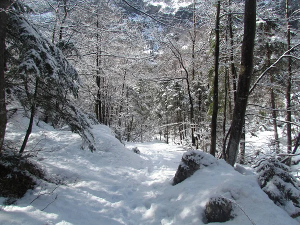 Las Liściasty Mieszany Liściasty Umiarkowany Zimą Pokryty Śniegiem Słowenii — Zdjęcie stockowe