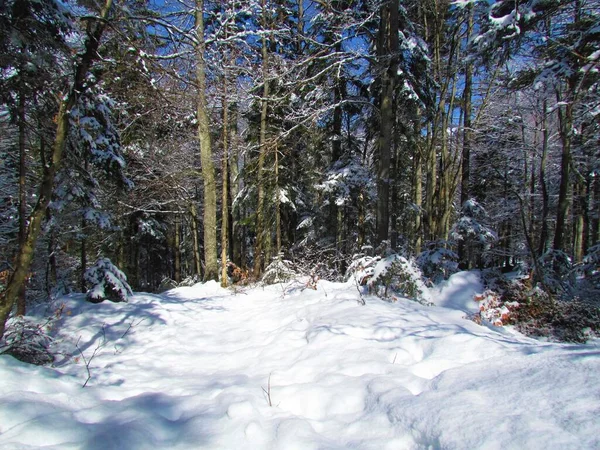 Floresta Decídua Temperada Conífera Mista Folha Larga Inverno Coberta Neve — Fotografia de Stock