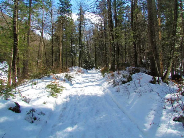 Forêt Feuillue Tempérée Mixte Conifères Feuillus Hiver Couverte Neige Slovénie — Photo