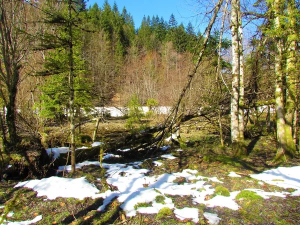 Schöne Moosbewachsene Wälder Sonnenlicht Slowenien — Stockfoto