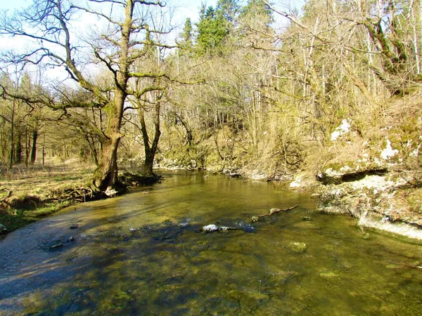 Peacuful Nyugodt Patak Rak Folyik Keresztül Rakov Skocjan Notranjska Régióban — Stock Fotó