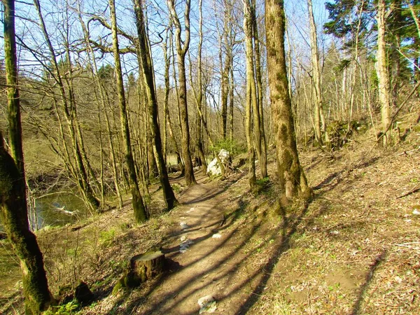 Путь Ведущий Через Широколиственный Умеренный Лиственный Лес Словении — стоковое фото