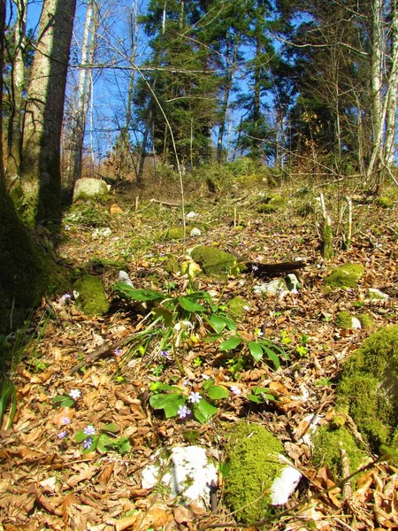 Dziki Ogród Wiosenny Niebieskim Bloming Pnącza Omphalodes Verna Epipactis Hacquetia — Zdjęcie stockowe